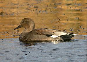 Gadwall