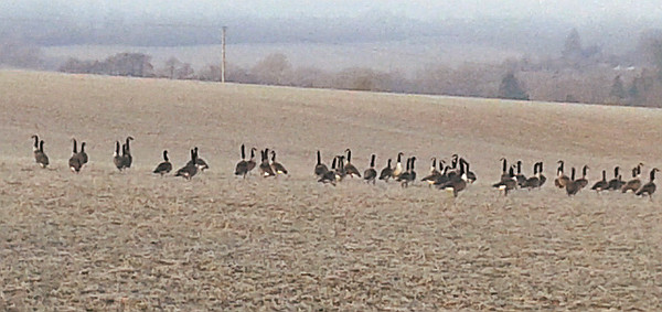 Flock of Canada Geese