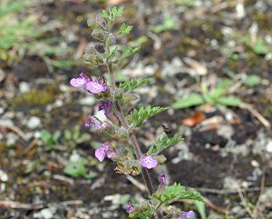 Cut-leaved Germander