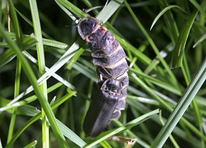 Glow-worm mating