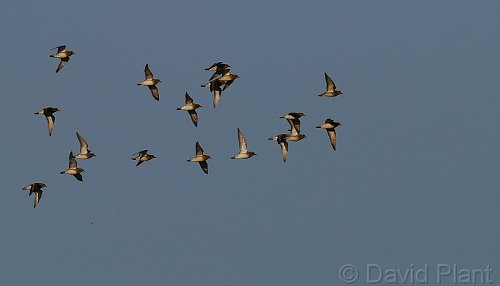 Golden Plover in flight