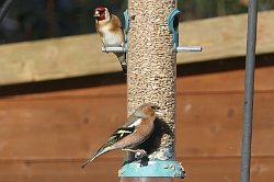 Goldfinch and Chaffinch on feeder
