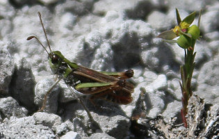 Mottled Grasshopper