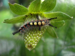 Grey dagger caterpillar