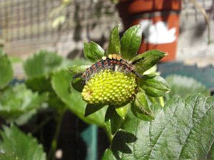 Grey dagger caterpillar