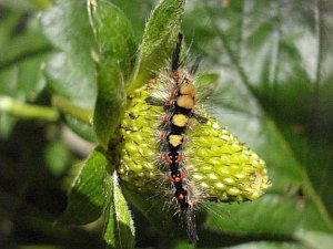 Grey dagger caterpillar