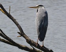 Grey Heron