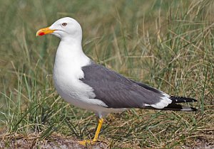 PLesser Black-backed Gull, Larus fuscus