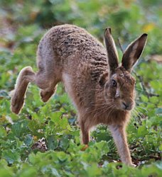 Brown Hare