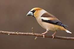 Hawfinch