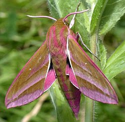 Elephant Hawk-moth