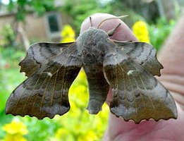 Poplar Hawk Moth