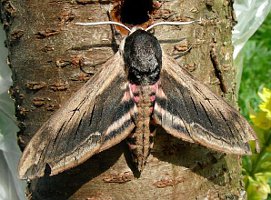 Privet Hawk Moth