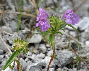 Red Hemp-nettle