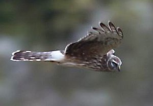 Hen Harrier in flight