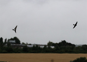 House Martin in flight