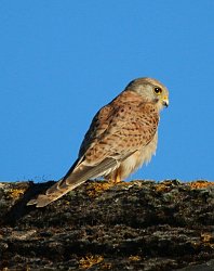 Kestrel