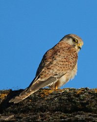 Kestrel