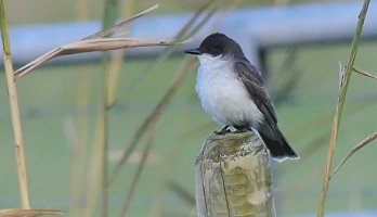 Eastern Kingbird