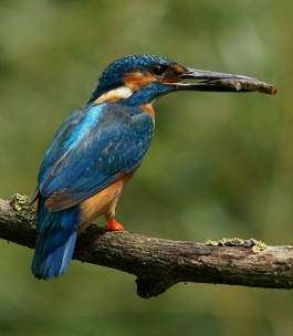 Kingfisher on branch