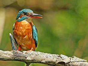 Female kingfisher