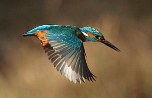 Kingfisher flying