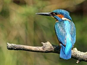 Male kingfisher