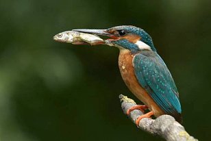 Kingfisher wiht fish