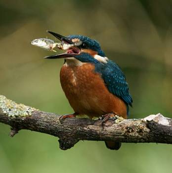 Kingfisher with fish