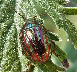 Rosemary Leaf-beetle