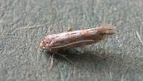 unidentified micromoth