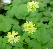 Moschatel