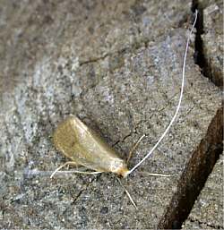 Nematopogon schwarziellus
