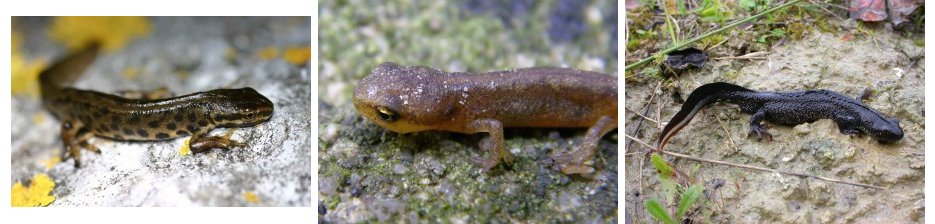 3 native newt species