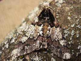 Oak beauty moth