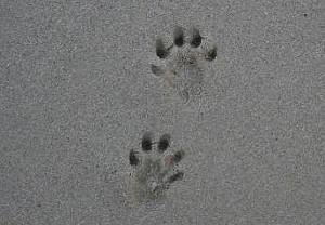 Otter tracks