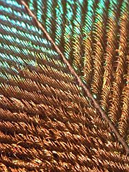 Peacock feather - detail