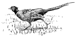 Sketch of Pheasant