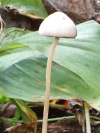 Psathyrella species