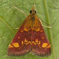 Pyrausta aurata