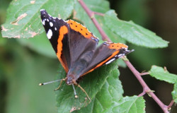 Red Admiral