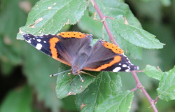 Red Admiral