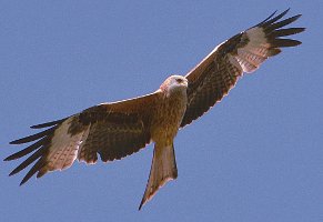 Red Kite