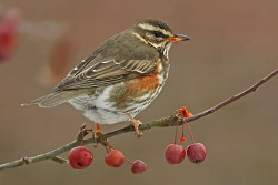 Redwing perched