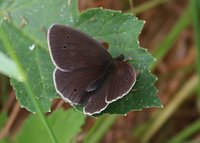 Ringlet