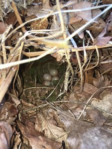 Robin nest close with eggs