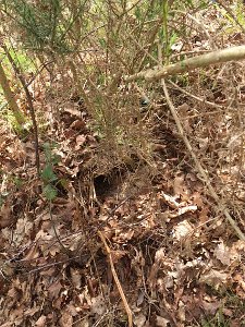 Robin nest among the leaf litter