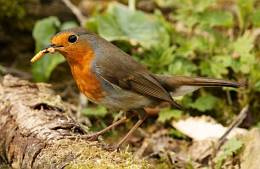 Robin eating worm