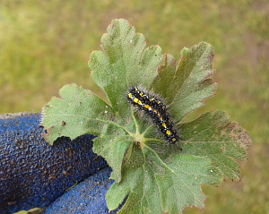 Scarlet Tiger larva