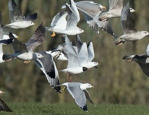 Flock of six species of gull